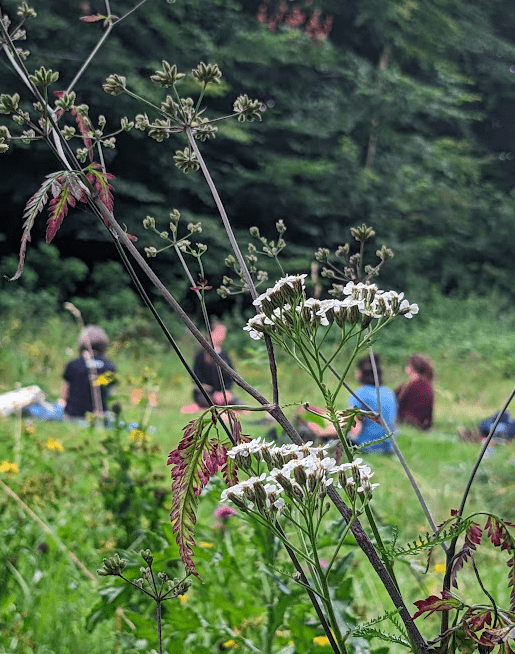 an image of a wild plant with foraging participants on the background