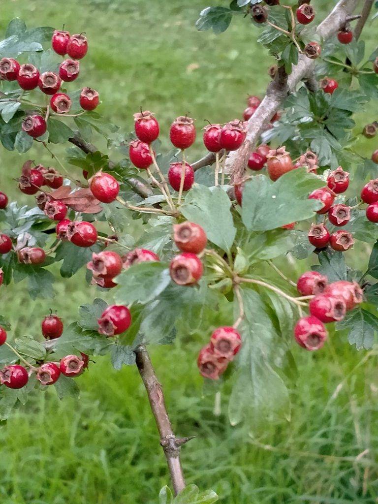 Hawthorn berries and leaves
