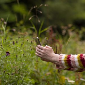 Butterfly capture