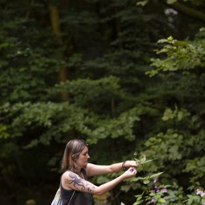 Gathering Himalayan Balsam