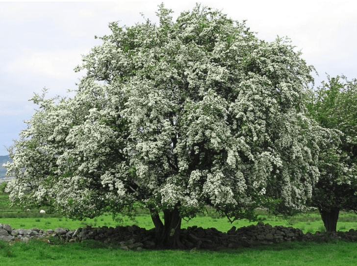 single Hawthorn tree